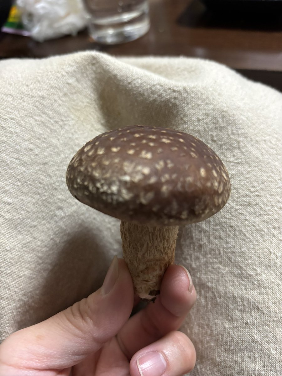 💟きのちゃん tweet media