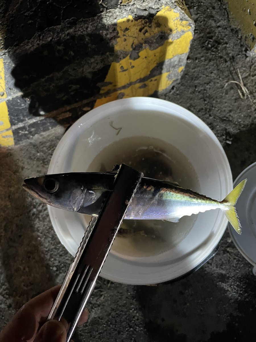 釣り！！
メバルやらアジやら色々釣れた！