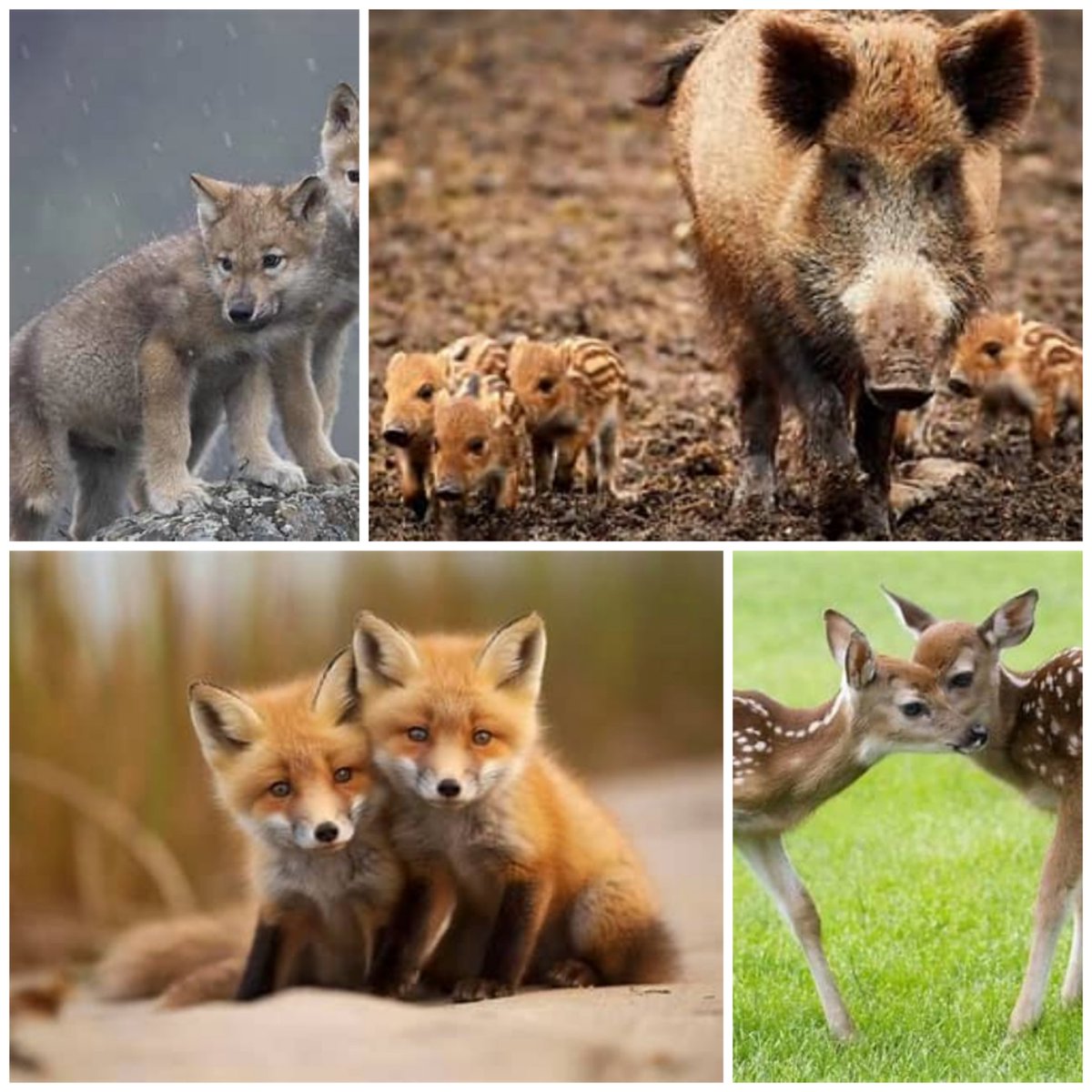 amaregar's tweet photo. ¡PROTEJAMOS LA INOCENCIA!
Haz que su ternura sea tendencia
#DerechoALaVida
Los animales silvestres libres de la caza, granjas cinegéticas, macrogranjas y de macrorenovables
#NoALaCaza.
#LaVerdadDeLaCaza
#StopMacrogranjas
#StopMacrorenovables
#AltriNon
#StopEucaliptos https://t.co/5zZaLxXwgt