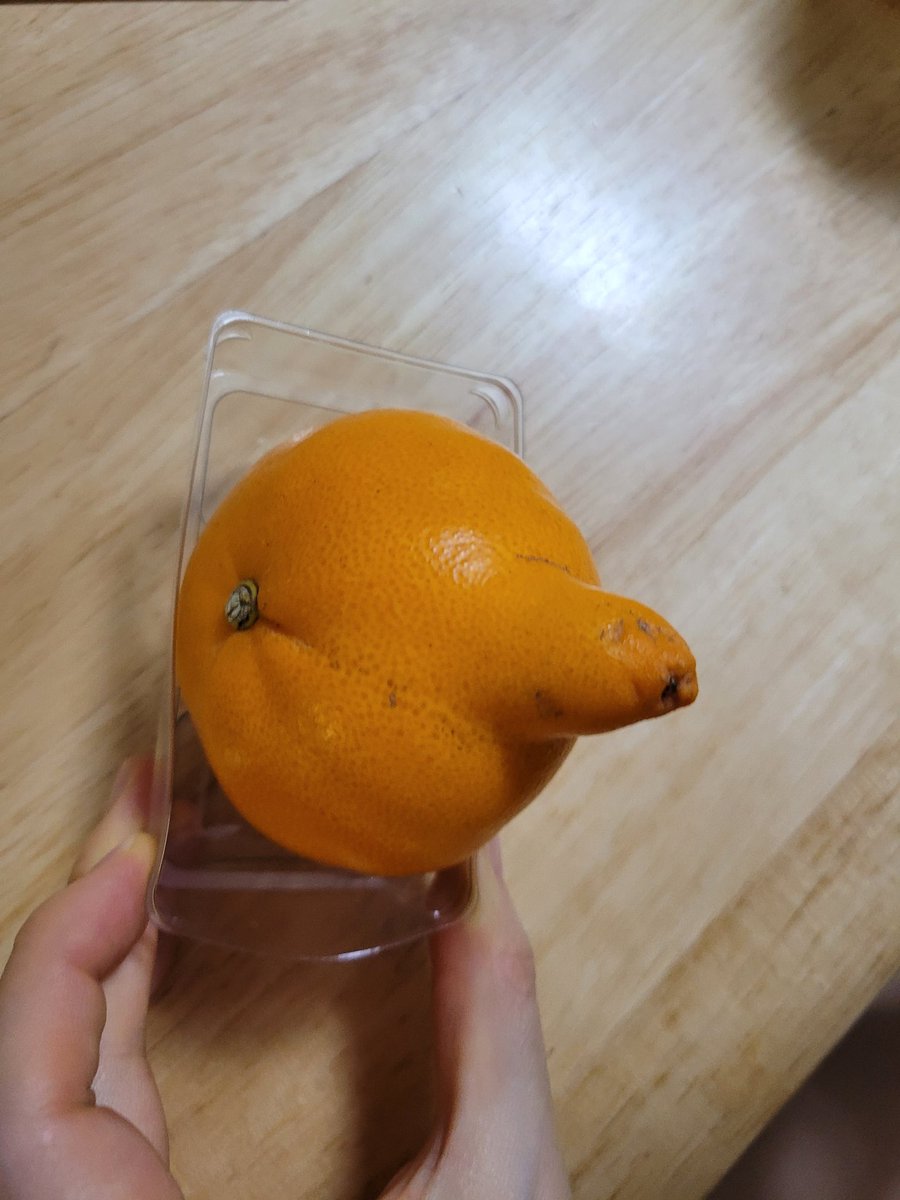 고구마전분 tweet media
