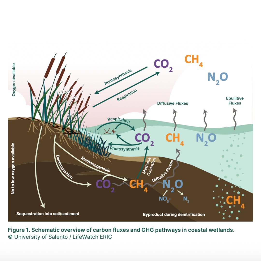 RESTORE4Cs tweet media