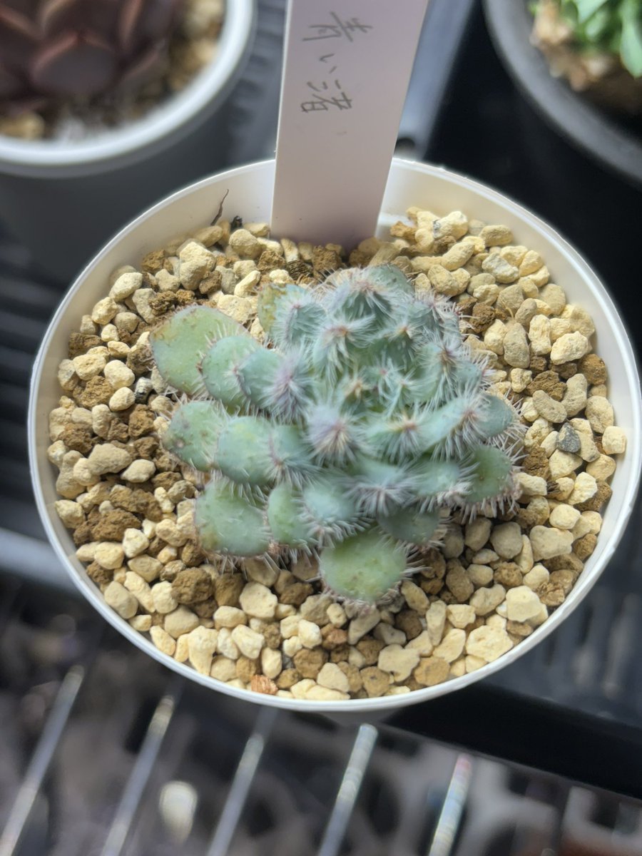 sol_green(りゅうちゃん) (@Ryuta88171429) / Posts / X