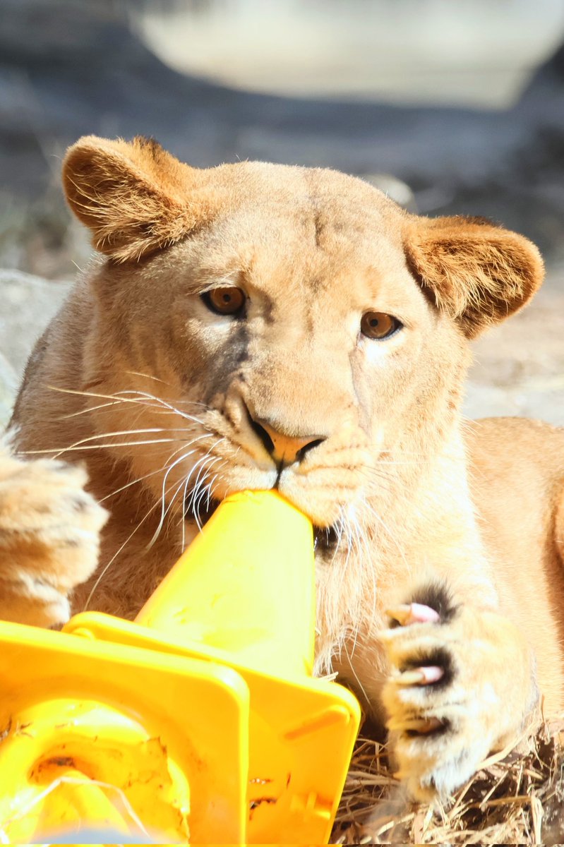 しおり (@clay_love55) / Posts / X