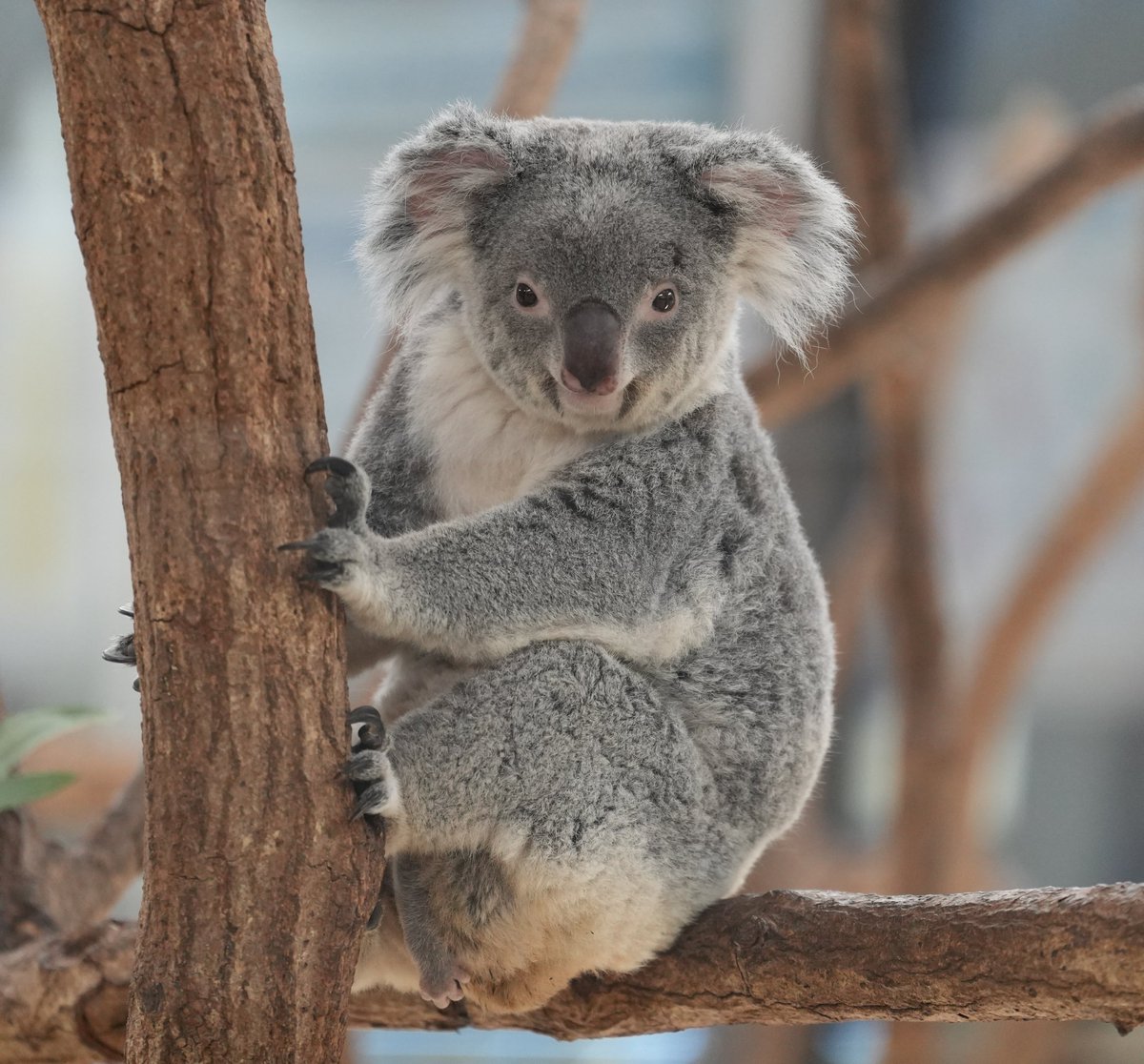 かわいい…かわいいよミラ🥰 2025.12 #コアラ #ミラ #埼玉県こども動物