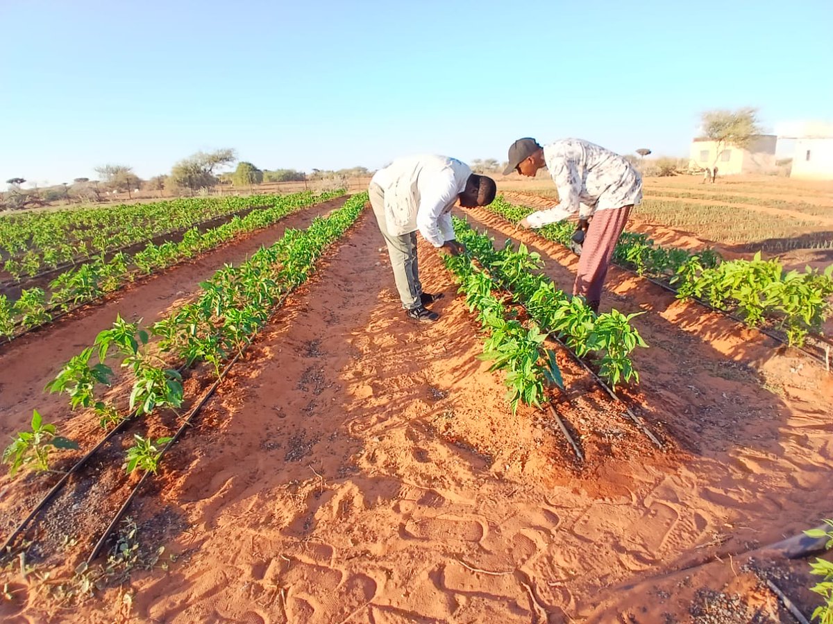 SDCSOM's tweet photo. JRP Phase II – Bursalax 🌱
Successful harvests achieved through good agricultural practices and close support from SDC experts. Women-led farms are strengthening food self-sufficiency. Thanks to @WFPSomalia and MOAI for the support. https://t.co/yfb9LhJVX6