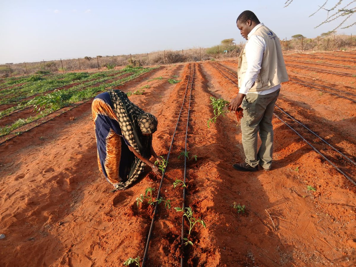 SDCSOM's tweet photo. JRP Phase II – Bursalax 🌱
Successful harvests achieved through good agricultural practices and close support from SDC experts. Women-led farms are strengthening food self-sufficiency. Thanks to @WFPSomalia and MOAI for the support. https://t.co/yfb9LhJVX6