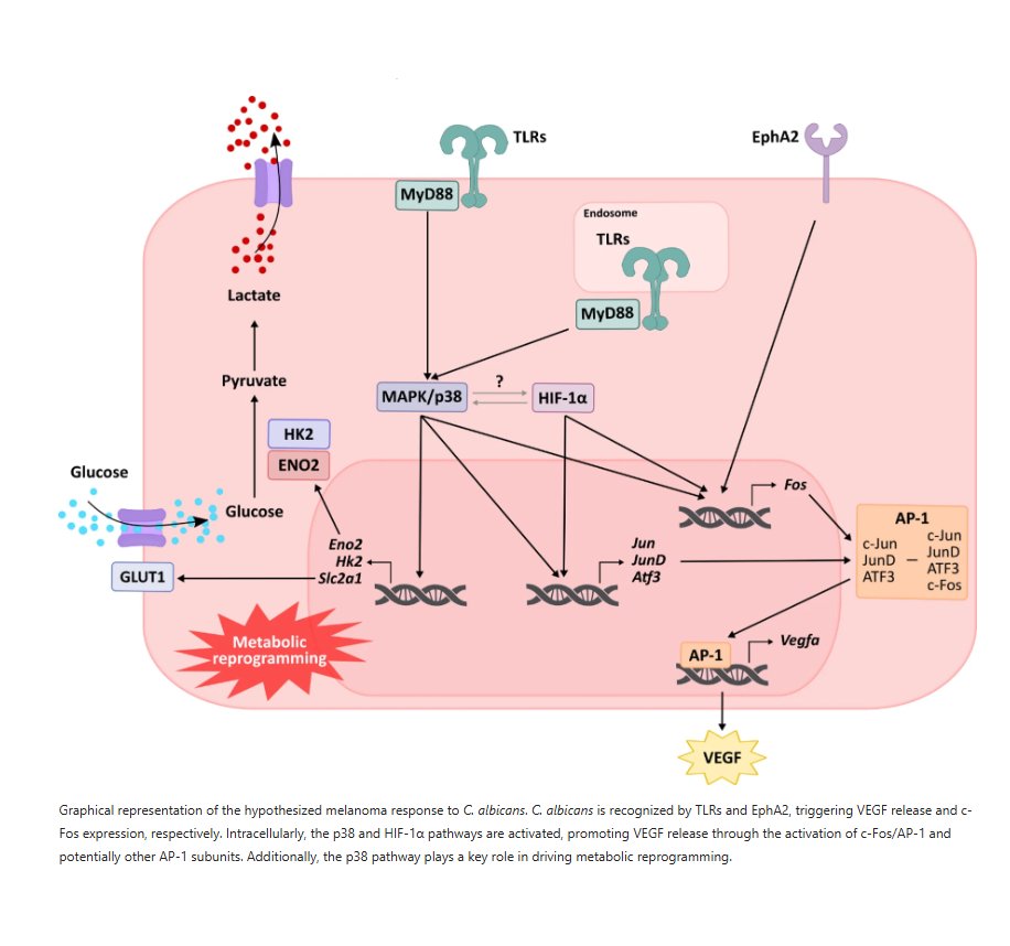 MicrobiomicsEHU tweet media