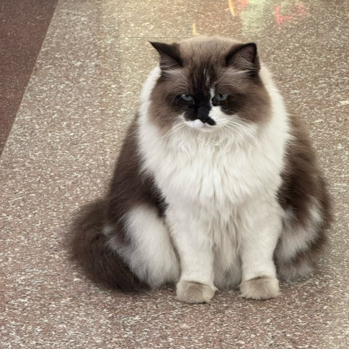 ONEONE.🍊MemeMax ⚡️ tweet media