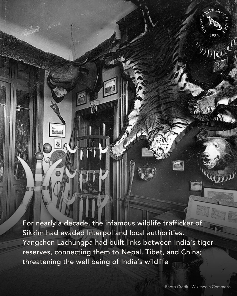 cwsindia's tweet photo. After 10-yr chase, Wildlife Sleuths Nab The ‘Ghost’. To read the full article, visit https://t.co/ShXo5p4Agm
#WildlifeConservation #WildlifeCrime #TigerProtection #ConservationSuccess https://t.co/16msY3oUNt