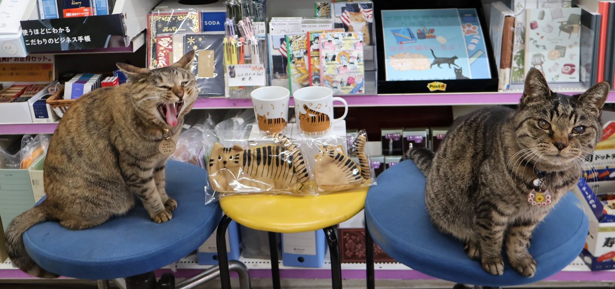 nyannendo's tweet photo. シマシポの商品紹介
セトクラフトさんのTABBY'S MUSIC ペンケース他
しっぽの先まで鍵盤模様♪
楽しい音楽が聴こえてきそうなトラネコシリーズのケース、マグカップ、タンブラーが入荷
ペンケースのファスナーに尻尾がついているので可愛い尻尾が移動します
百面相シポ子の尻尾もビュンビュン動きます https://t.co/kBenmRC63u