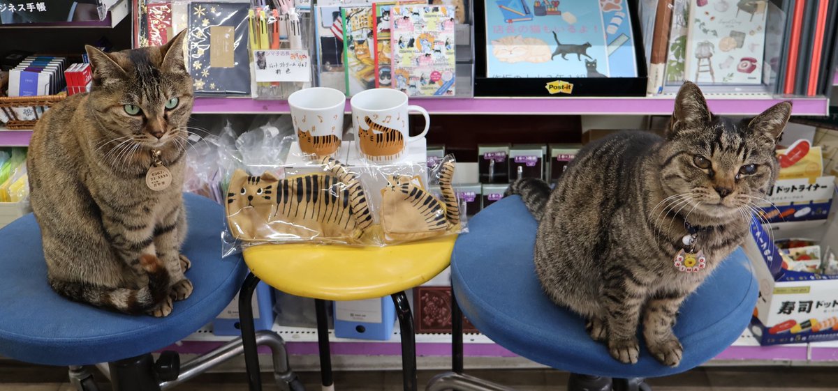 nyannendo's tweet photo. シマシポの商品紹介
セトクラフトさんのTABBY'S MUSIC ペンケース他
しっぽの先まで鍵盤模様♪
楽しい音楽が聴こえてきそうなトラネコシリーズのケース、マグカップ、タンブラーが入荷
ペンケースのファスナーに尻尾がついているので可愛い尻尾が移動します
百面相シポ子の尻尾もビュンビュン動きます https://t.co/kBenmRC63u