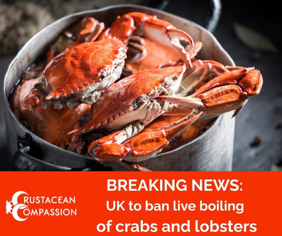 So brutal and horrifically cruel
Well done <a href="/crab_welfare/">CrustaceanCompassion</a> 
#AllLifeMatters 
#AnimalWelfareStrategy