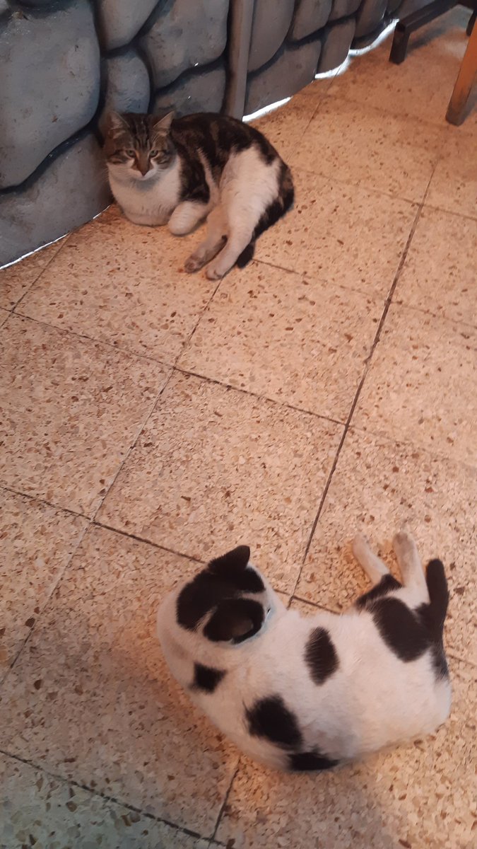 Ah canlarım benim
Onlarında nasibi varmış balıkta
Sıcağıda görünce mayıştılar 🐈