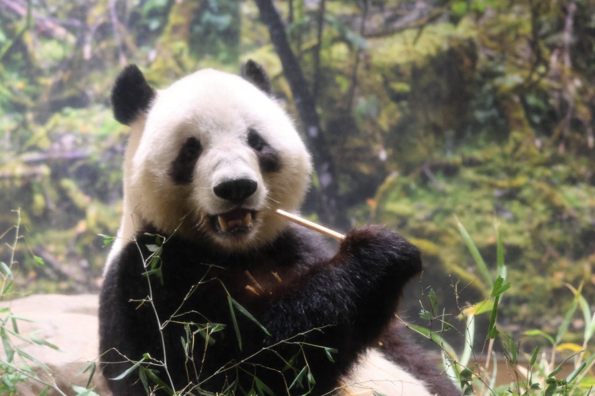 キャンセル待ちでどうにか今日会えました🐼😭
ギリギリレイちゃんがお庭に出てきてくれました🐼😭
数日後には検疫期間に入るので、#パンダのもり の土を踏みしめるレイちゃんに会うのは今日で見納めです🐼🥹
シャオはお部屋でしたがにこにこmgmgしてました😍
#上野動物園 #シャオシャオ #レイレイ