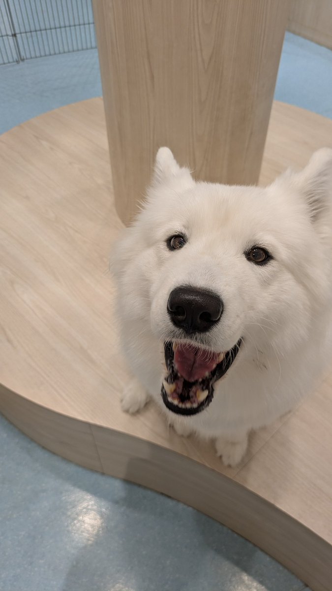 yurie_kitazawa's tweet photo. 北澤、サモエドに会う🐾

TOMOさんとイッヌめでてきました。
大型犬さいこう…、だいすき…こんな幸せなことないわ…おやつは正義、おやつを持たざる者に用はない、最高のサモたちだった…はぁぁい…🐾
スタッフさん���いっぱいのサモたちすぐ見分けつくのすごい。 https://t.co/zCFl5g4iDq