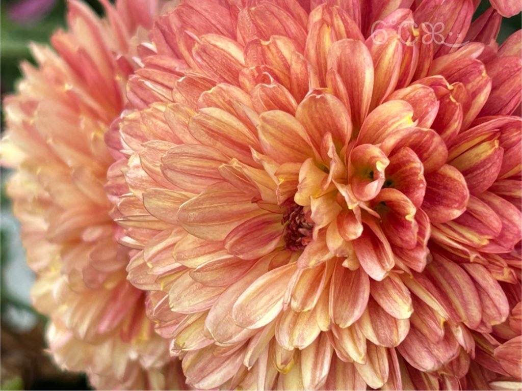 キャサリン*·̩͙𓈒𓂂𓏸❁¨̮ෆ˚* (@ErKyasarin39168) / Posts / X