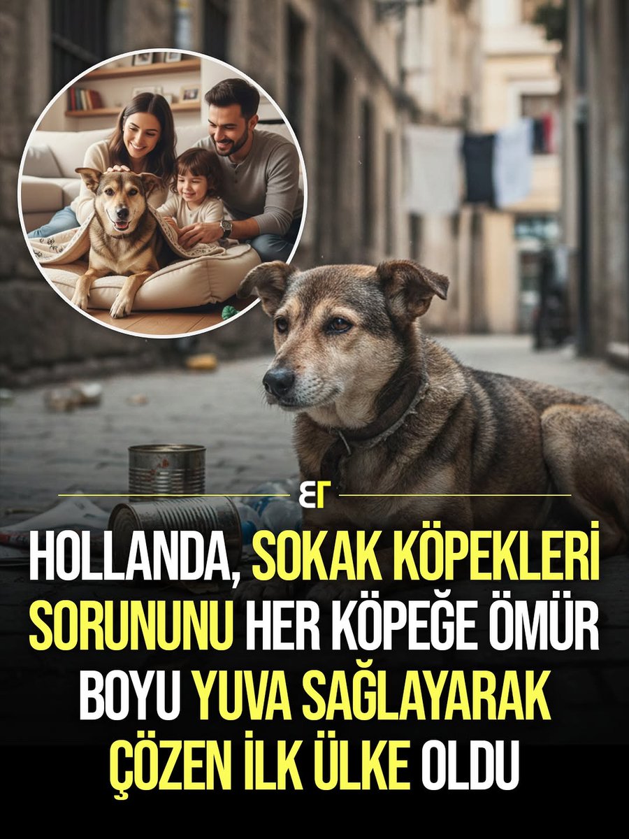 Örnek alacaksanız Hollanda ' yı örnek alın 
ÇÖZEN İLK ÜLKE OLDU
Bugün Hollanda’da sahipsiz köpek yok. Her köpeğin bir kimliği, bir yuvası ve düzenli bakım aldığı güvenli bir yaşam alanı bulunuyor.
Bu dönüşüm tesadüf değil. Sokaktan kurtarma çalışmaları, yaygın kısırlaştırma ve