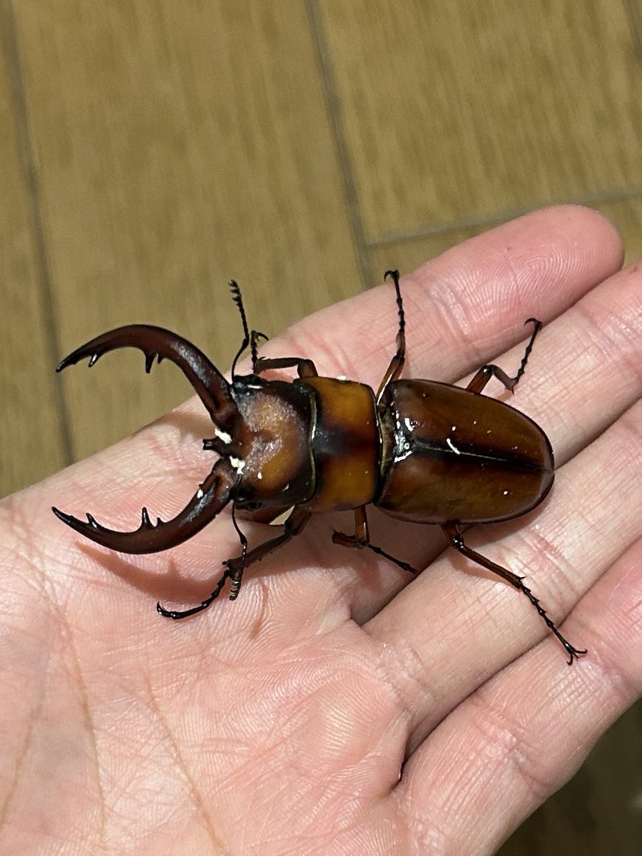 みかん (@MaNdarIN_3KAN03) / Posts / X