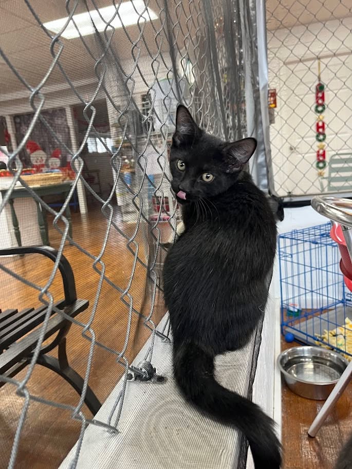 MeWowCatCafe's tweet image. Good morning!  Breakfast was fantastic - now I'm ready to play!  Where are the hoomans??  😽 We open at 11 and we'll be ready for you!  ☕🫖🧁🍪

#mewowcatcafe #catcafe #saturdays #catlovers #cats #kittylove