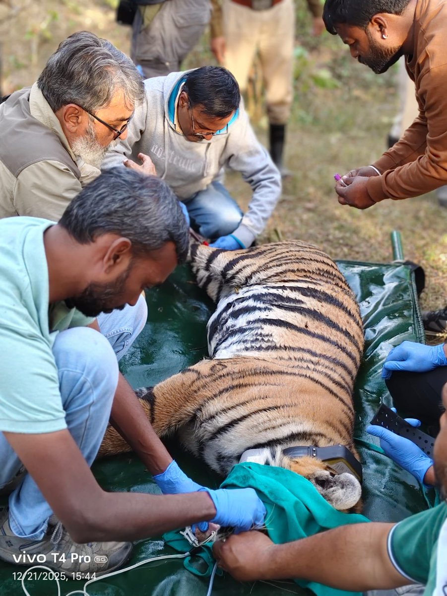 DeccanChronicle's tweet image. IAF MI-17 helicopter transports Pench tigress from MP''s Sukatra airstrip to #Rajasthan   

A tigress that had been eluding the authorities of Pench Reserve in #MadhyaPradesh 's #Seoni for the last 24 days was captured and successfully airlifted to Rajasthan for relocation in an