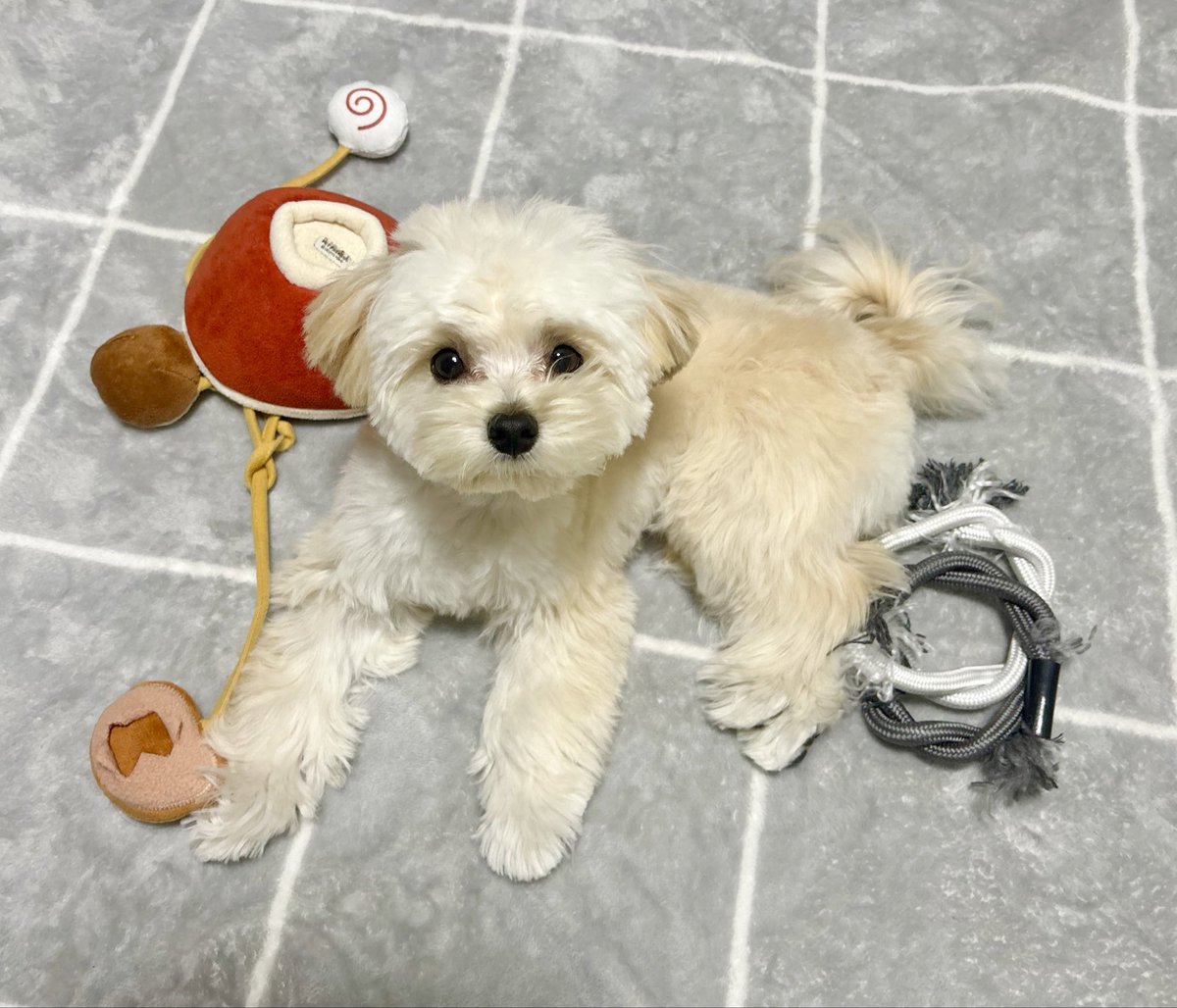 マルプーのぽてと (@potato_maltipoo) / Posts / X