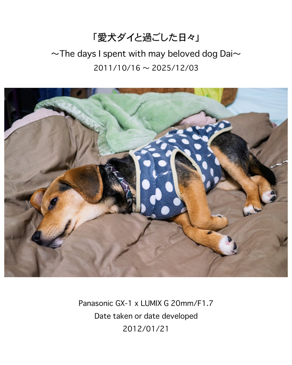 naoki_kawashima's tweet image. .
＊－＊－＊－＊－＊ー＊ー＊ー＊ー＊ー＊－＊
〜愛犬ダイとの14年間を振り返る〜

このInstagram(2025/12/06〜)は、大切な家族の一員として共に暮らした愛犬「ダイ」の14年間を、私が撮影した写真で振り返ります。

＊－＊－＊－＊－＊ー＊ー＊ー＊ー＊ー＊－＊
【今回の投稿写真】

→…