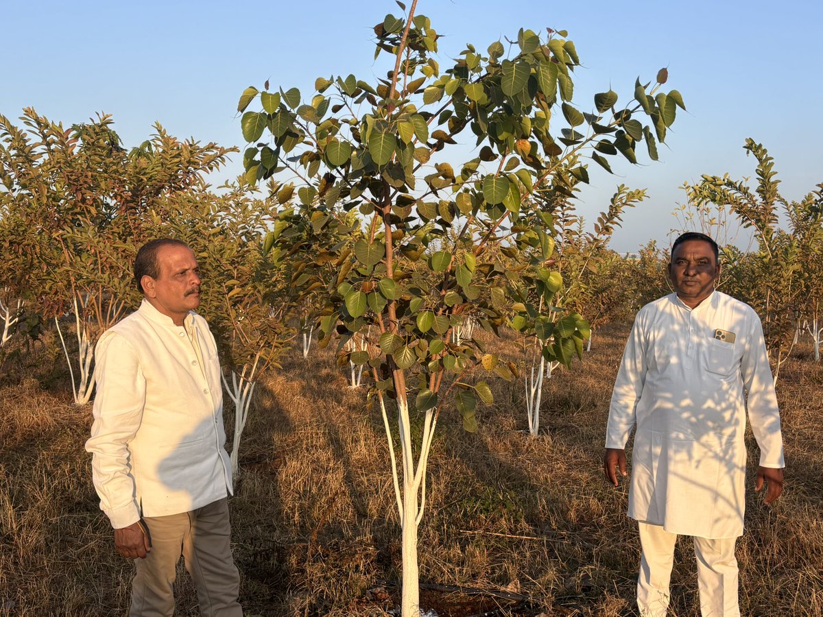 जरारूधाम गौ अभ्यारण्य में 24 अगस्त 2023 को किया पौधारोपण अब पूरे यौवन पर है देखकर मन प्रसन्न हो गया जय हो जरारुधाम की ,माननीय प्रहलाद  जी का साधुवाद