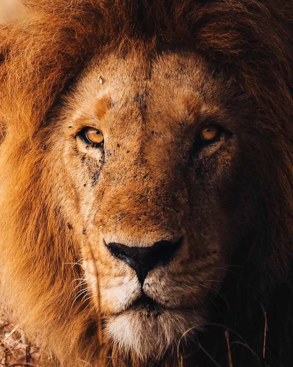 SMNK1972's tweet image. This is Osidai, brother of Mdogo and two of the original coalition left. Taken in Maasai Mara, Kenya. Credit to Aki Garg