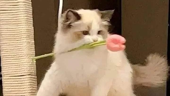 meloimanie's tweet image. omGGG aku dapat yang imup imup dari beEeeN. 😢🫂 prettY certificate from bEeN! yippie. :&amp;gt;&amp;gt;&amp;gt; aku tunggu kamu ngasih aku caleb nya ya. 🫰🏻 @6thStreets