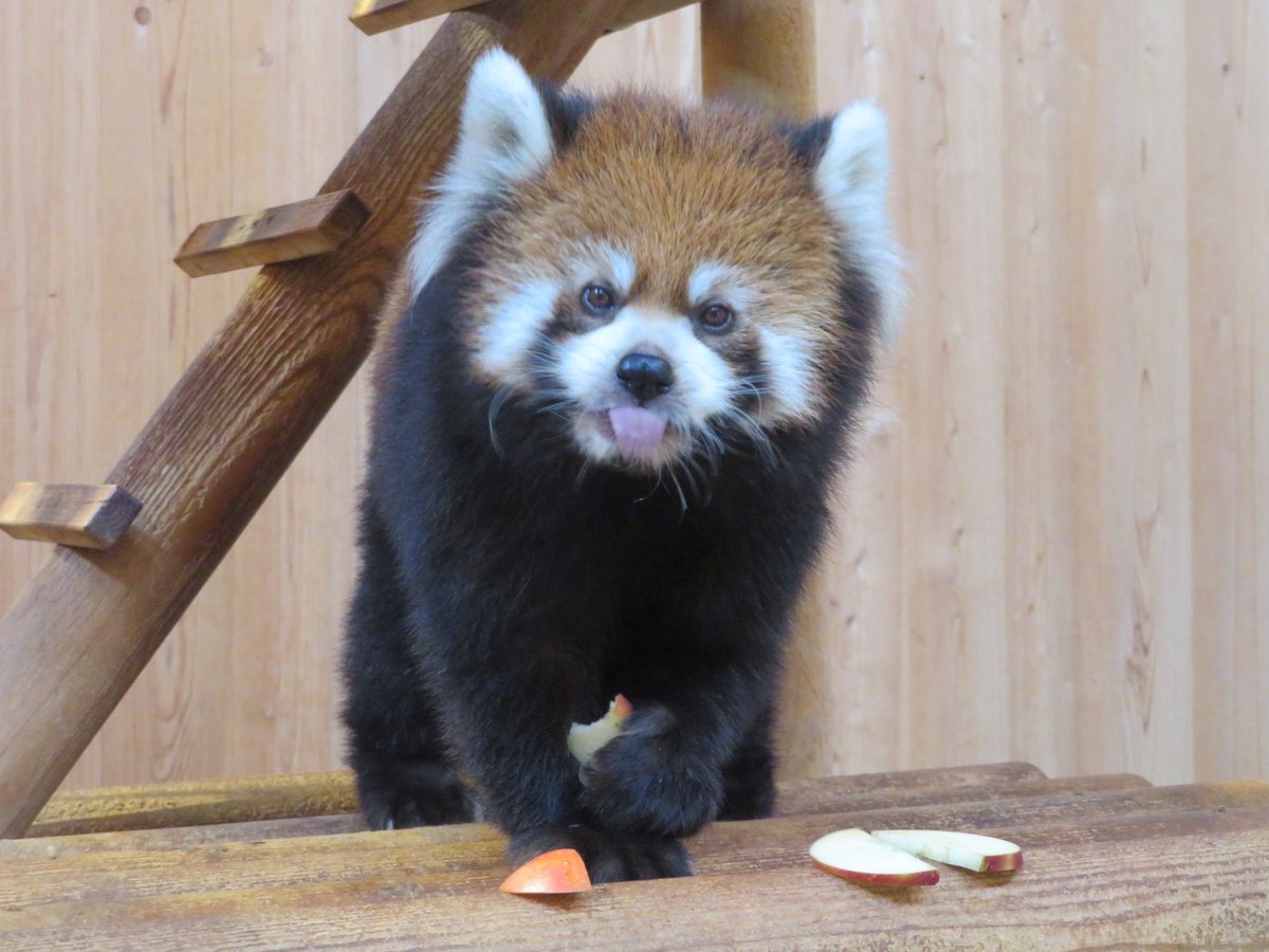 みたらしアニマル♡ ずち (@rspn019) / Posts / X