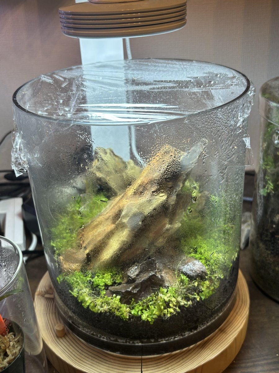 トキワ🌿 (@tokiwa_aquarium) / Posts / X