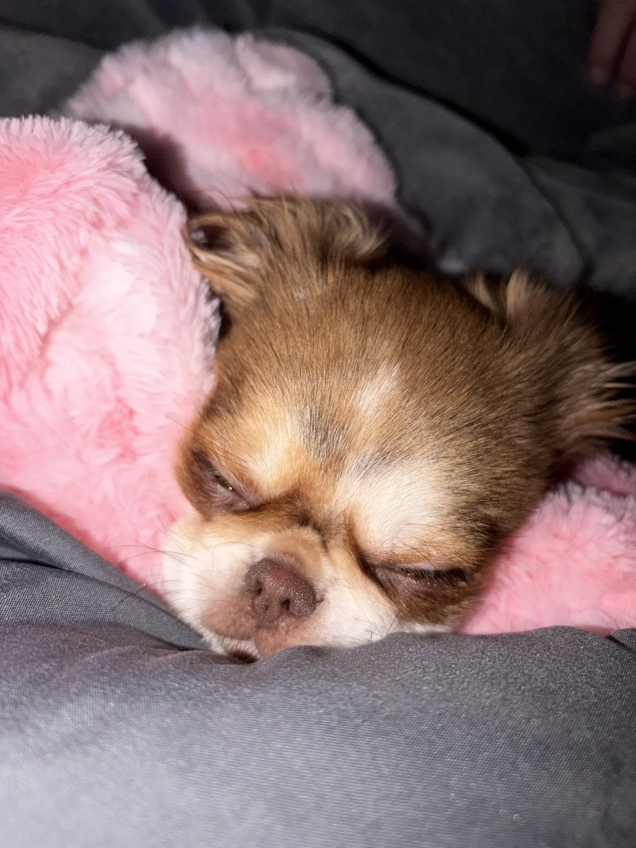 Pyralyn1's tweet image. I wouldn’t have it any other way