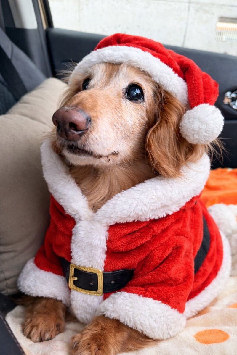 キノコが流行りの中サンタを着せてもらった🐶🎅
 #高齢犬  #18さい