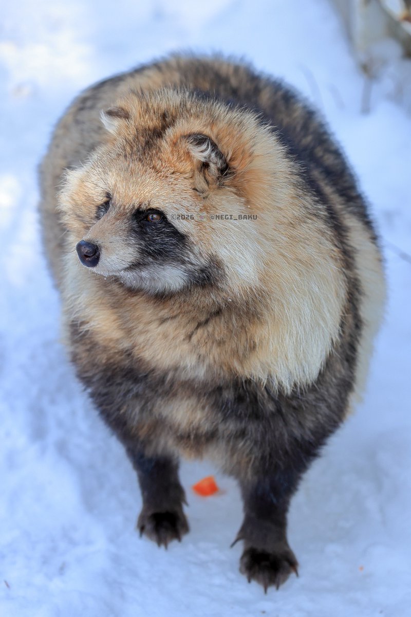 Post by ほしたかゆき（ほしじろ） on X: 雪たぬり