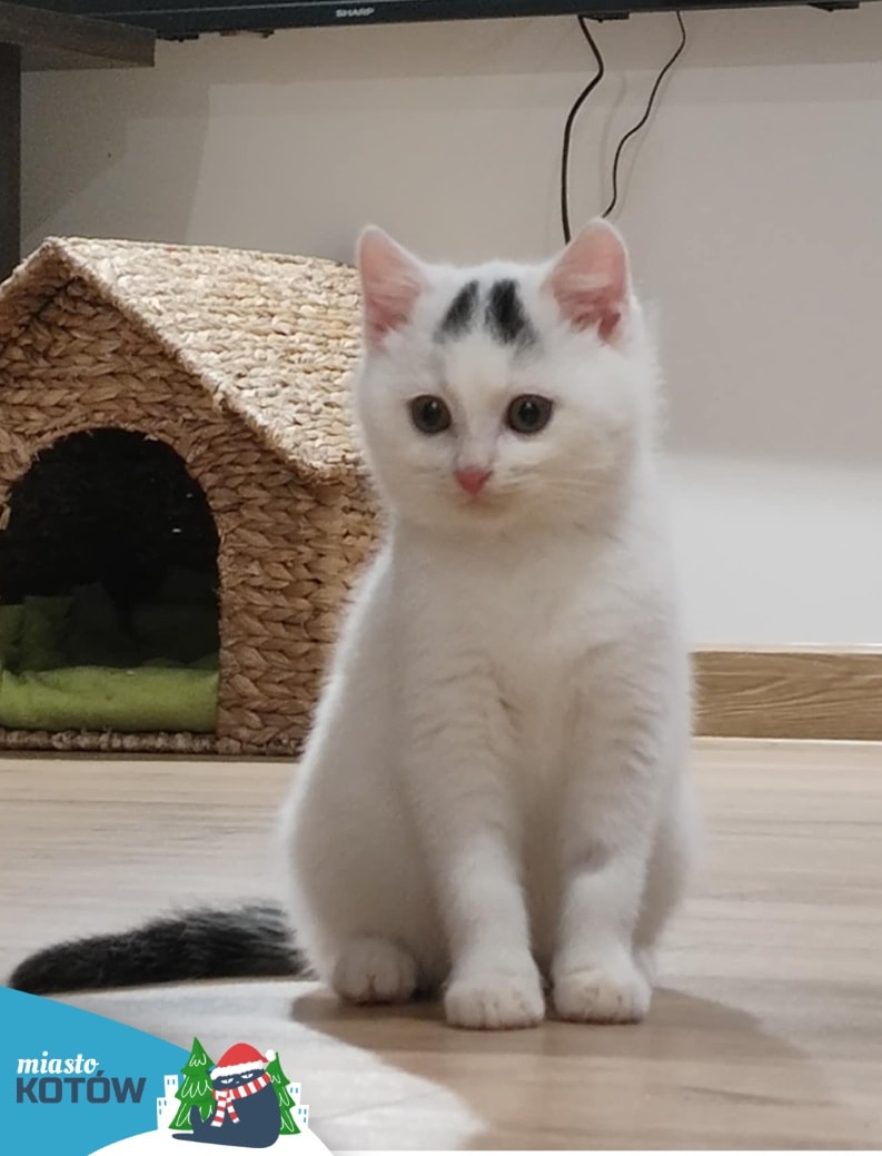 🩵 Jego Puchatość Dżordż 😍

Gdy za oknem prawie wiosna, a święta jakby za pasem 🎄, przesyłamy Wam namiastkę śniegowego puchu - naszego Boskiego Dżordża 🥰.

Dżordżi został pysiem naszej zbiórki na transporterki 🥳

ratujemyzwierzaki.pl/napiekneoczy