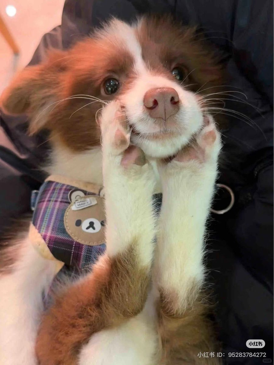 dogs so cute that could save the world (@dogssaveworld) on Twitter photo 