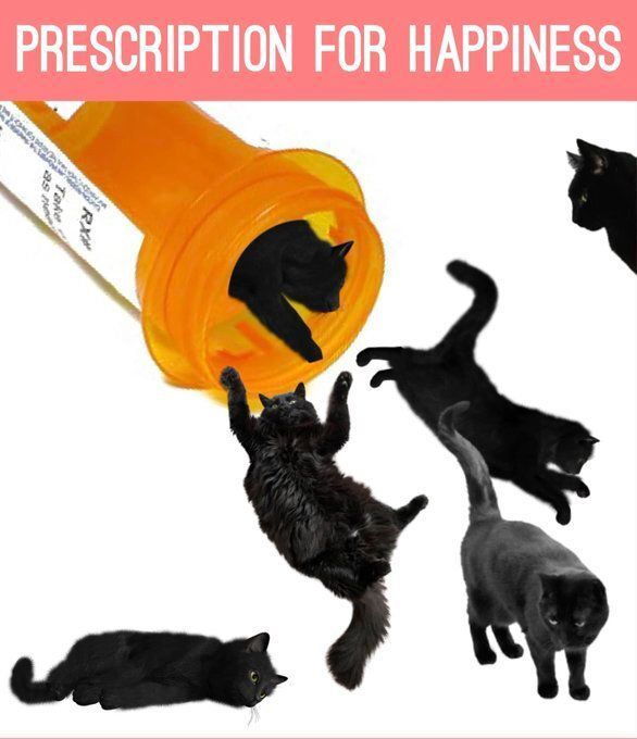 TweetsOfCats's tweet photo. https://t.co/KPgYrjoAzM