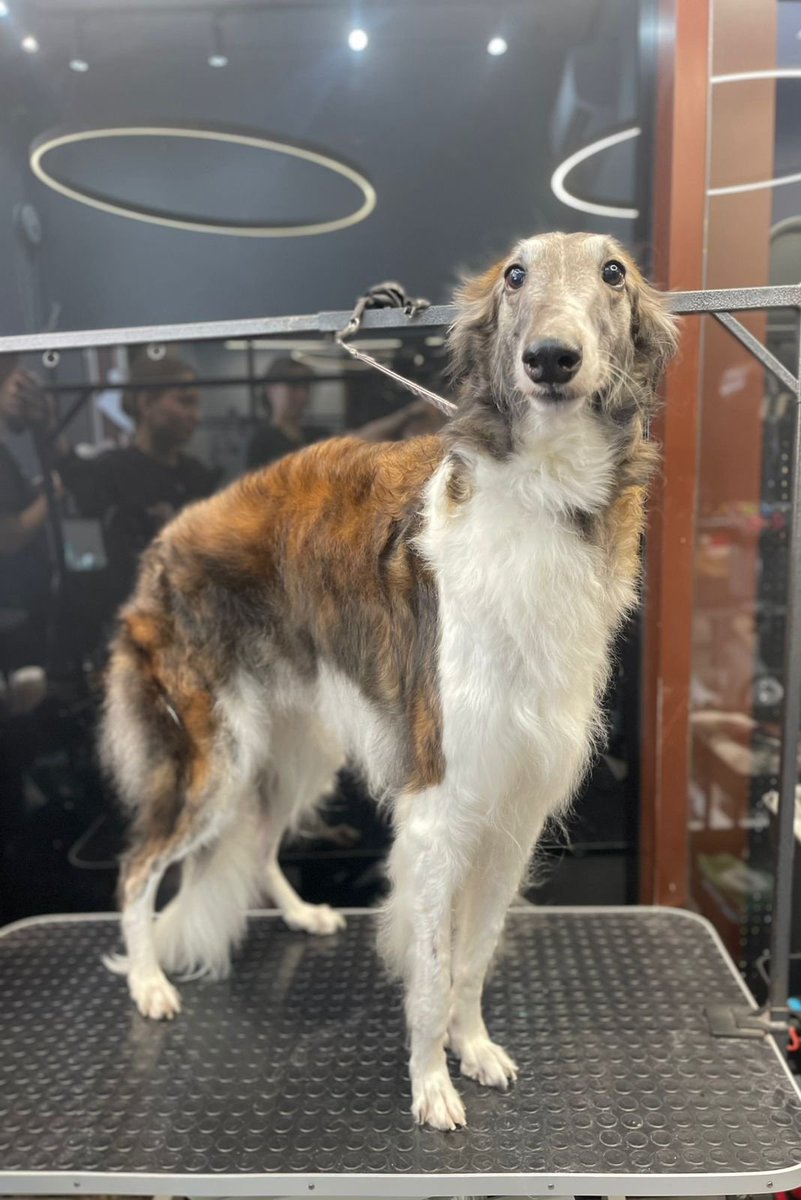 Новосибирск! Срочно! Кому длинный нос?
Репост пожалуйста