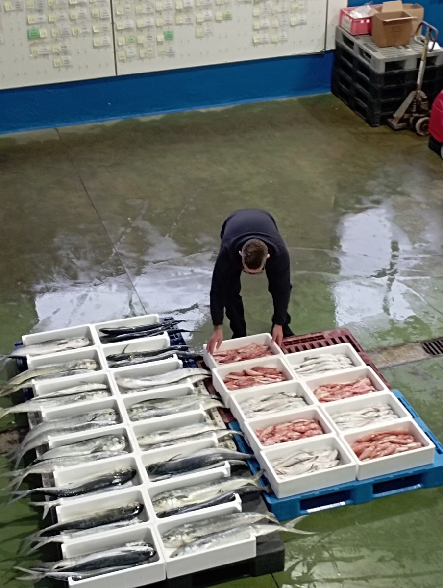 Opmallorcamar tweet media