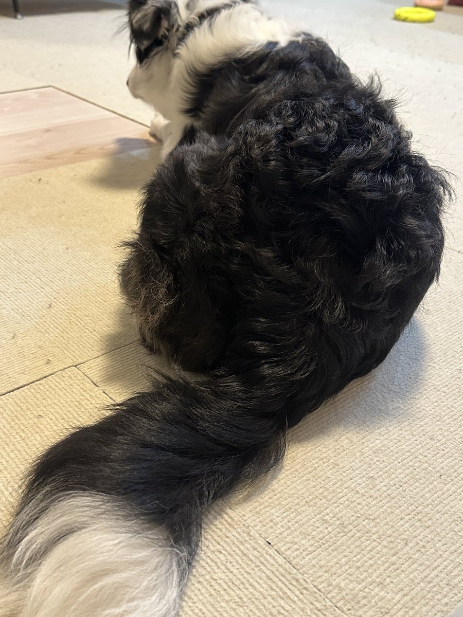 🏝ｵﾏﾂ🏝 tweet media