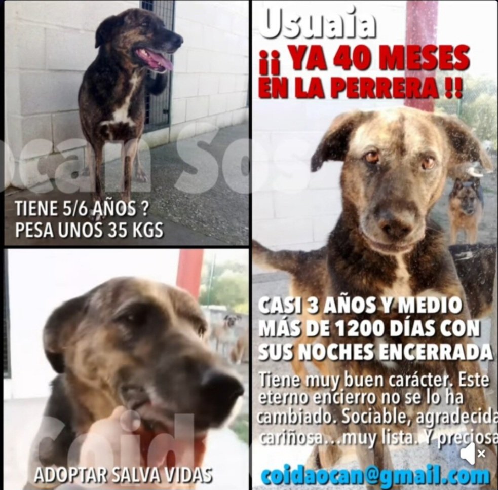 Usuaia tiene casi 6 años y pesa 35 kg.
La pobre lleva mucho tiempo encerrada en la perrera,tiene muy buen caracter y es muy buena.
Solo necesita una oportunidad en modo hogar,te animas?🙏🙏🏿
Ourense contacta 📩 coidaocan@gmail.com