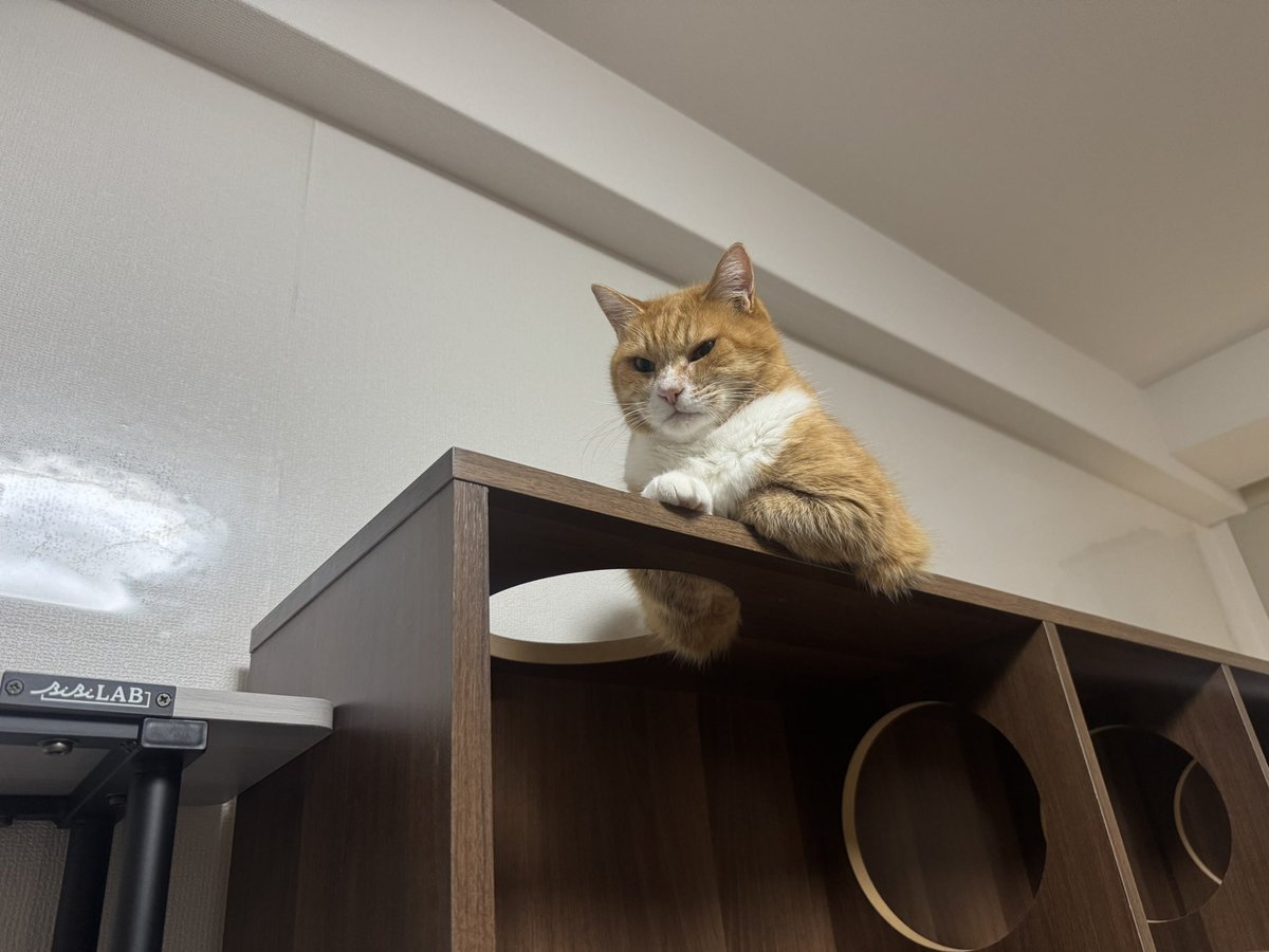 nyan2_kas's tweet photo. ウチのボスが見てる https://t.co/M6xczzlOhb
