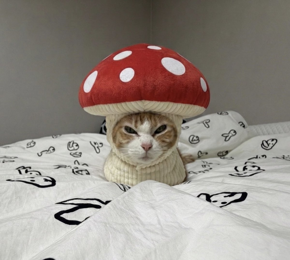 bonapunchy's tweet image. 두벌이나 입혔더니 엄청 화남