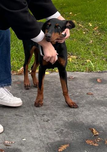 zambakinsani_'s tweet photo. Sahibi tarafından sokakta dayak yiyormuş. Gören kişinin alacak yeri yokmuş. Geçici yuva arıyoruz. İstanbul. Olabildiğince çok RT almamız lazım köpeğin kurtulması için. Lütfen paylaşır mısınız? https://t.co/O9psk8SsyP