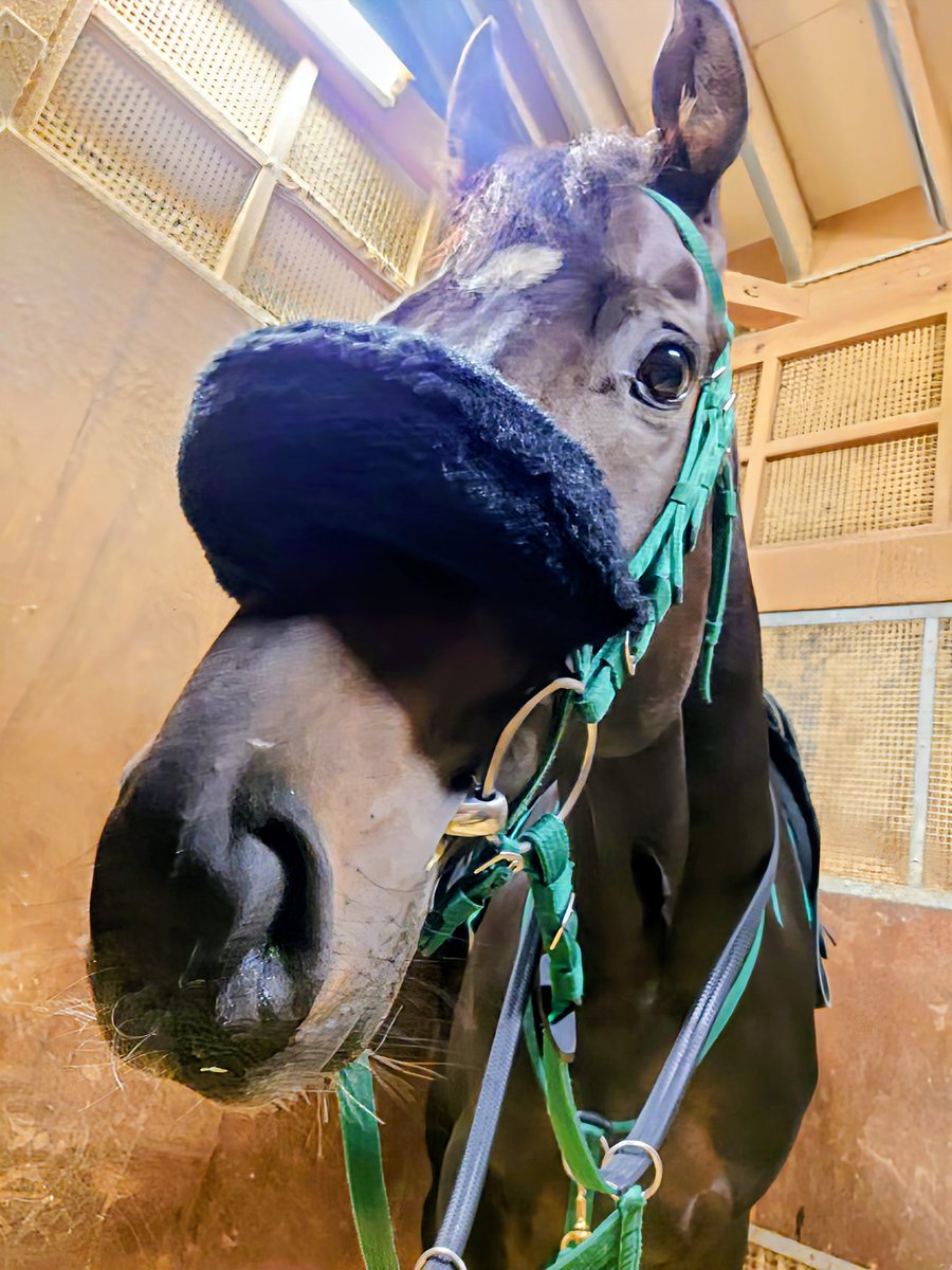 しろまる (@shiro1maru) / Posts / X