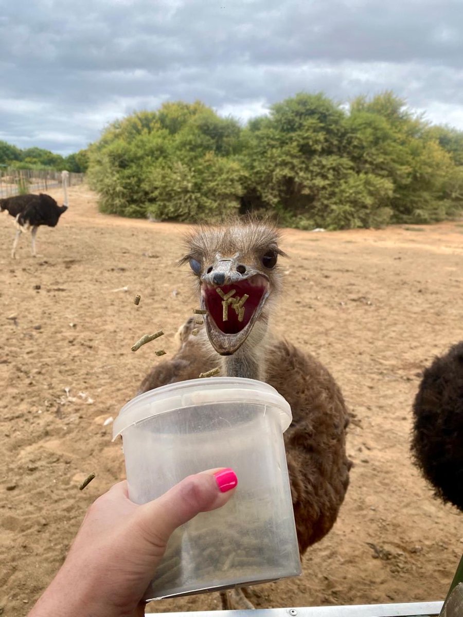 ConsumerHints's tweet image. We eat more during the holidays - we all consume (#consumer) #Oudtshoorn #WesternCape #SouthAfrica