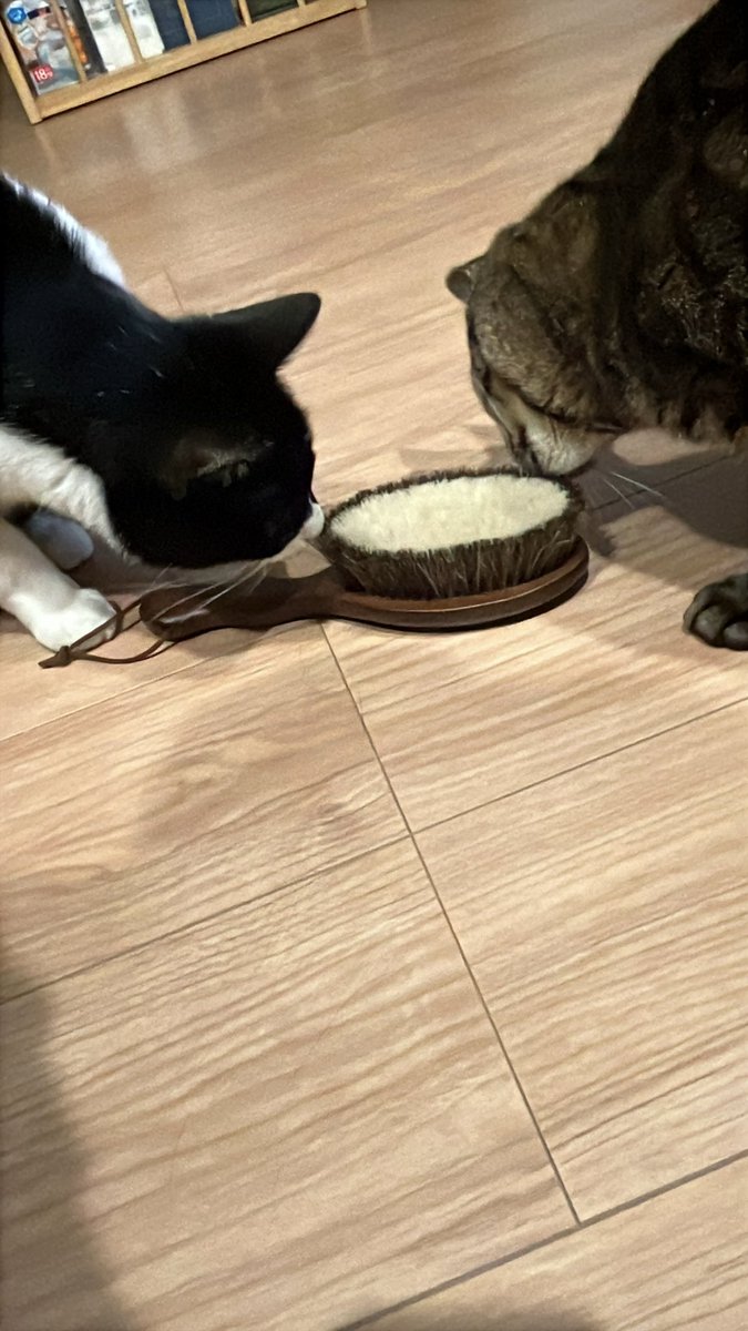 senbero5884's tweet photo. 洋服ブラシにビビりながらも興味津々
カジカジはしないでね〜 https://t.co/silmAXmYtb
