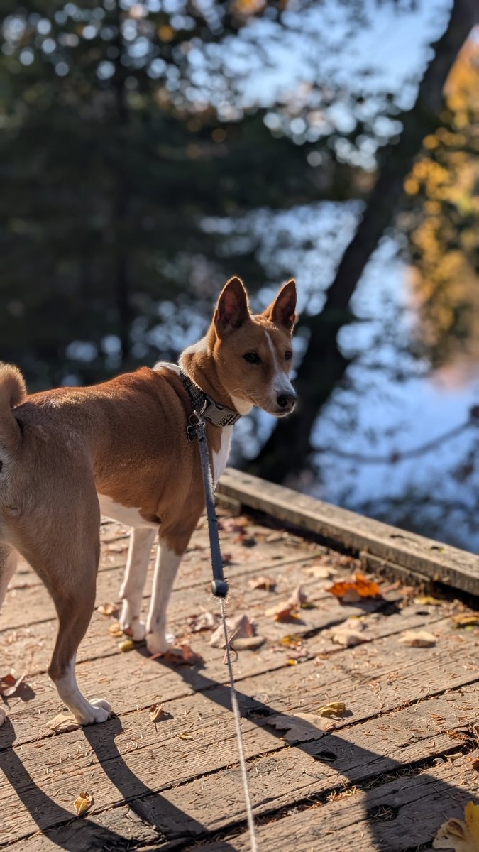 Un certain Jeff Vachon🧏‍♂️ tweet media