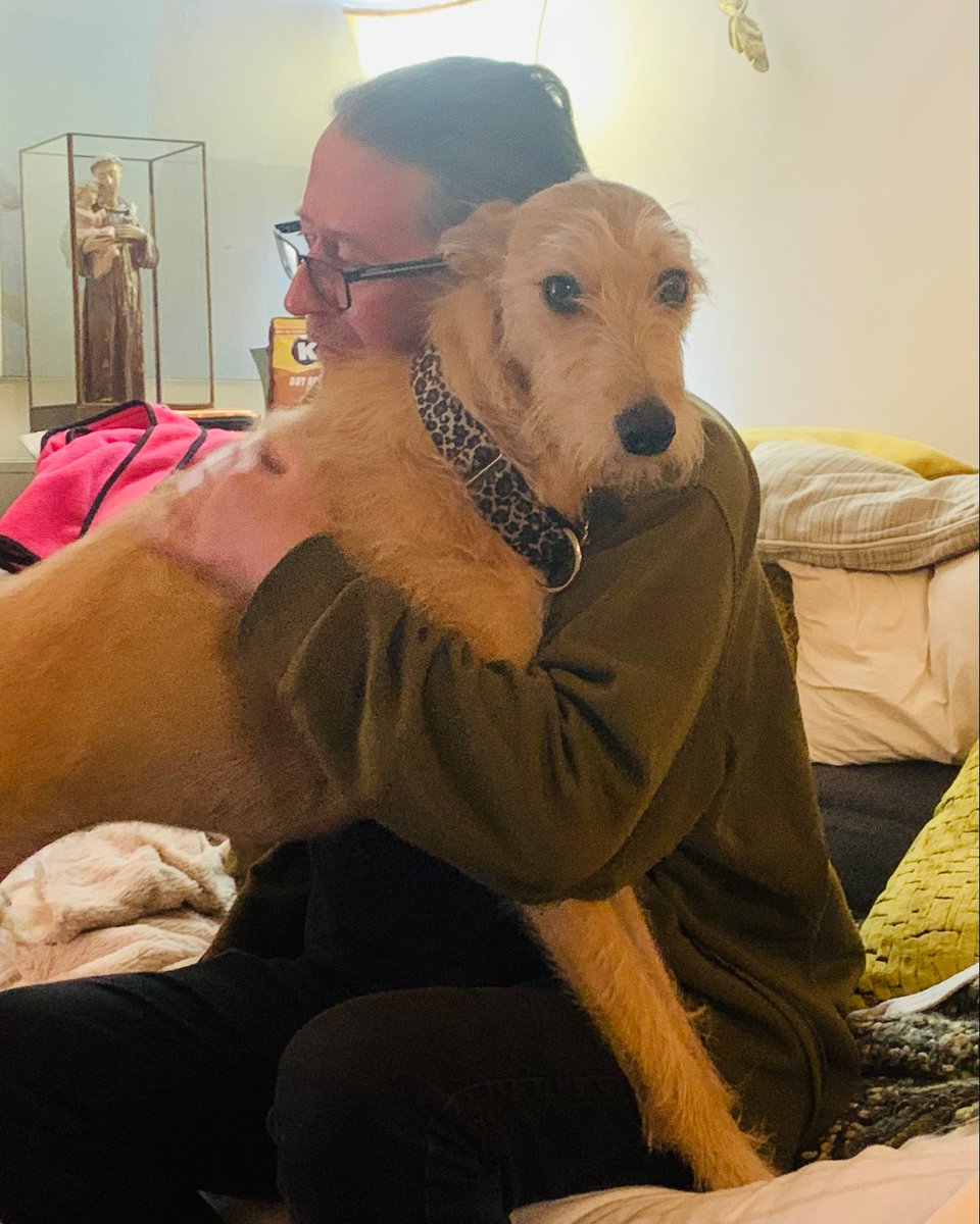 DT_Leeds's tweet photo. After 443 days in our care, Underdog Marley will at last be spending Christmas in his Happy Place. 💛

Nothing beats an happy Underdog rehoming story. 🥰

#RescueDog #AdoptDontShop #DogsTrustLeeds #GoodNews #Leeds #FeelGood #Adopted #DogsOfChristmas @DogsTrust https://t.co/sY0hS89oKA