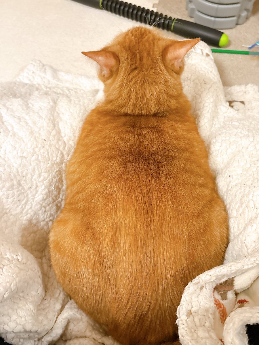 きなこ (@9i_7a_5o) / Posts / X